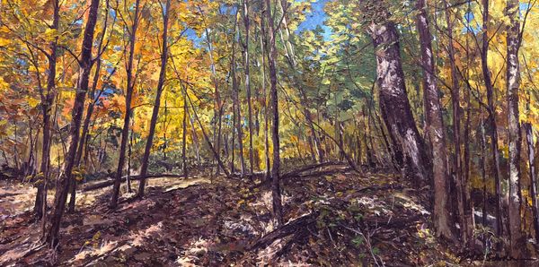 Rainbow in the Woods