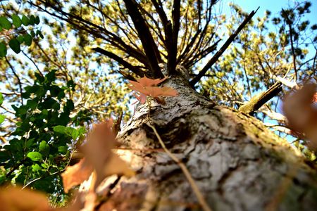 Fall Falling