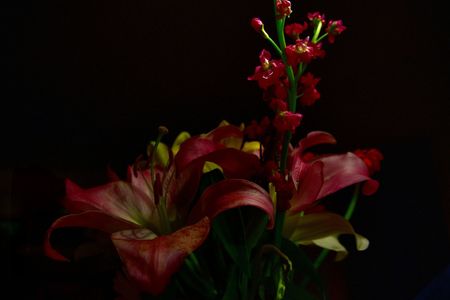 Deep Dark Lilies