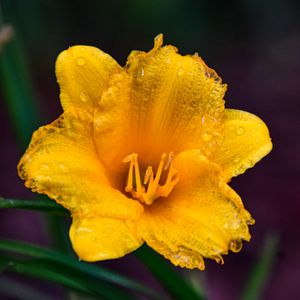 Bright Yellow Beauty