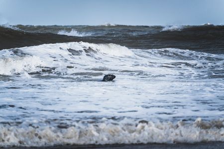 Stormy Breakfast in the Surf