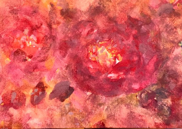 Rose de Paradise III