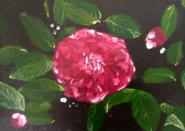 Rose Charles de Mills 