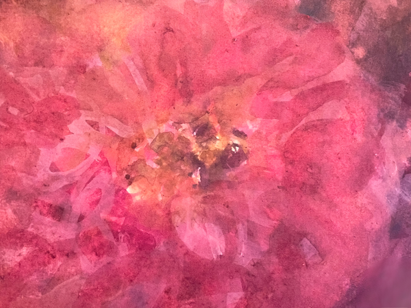 Rose de Paradise II