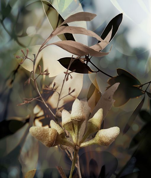 Dry Season No. 8