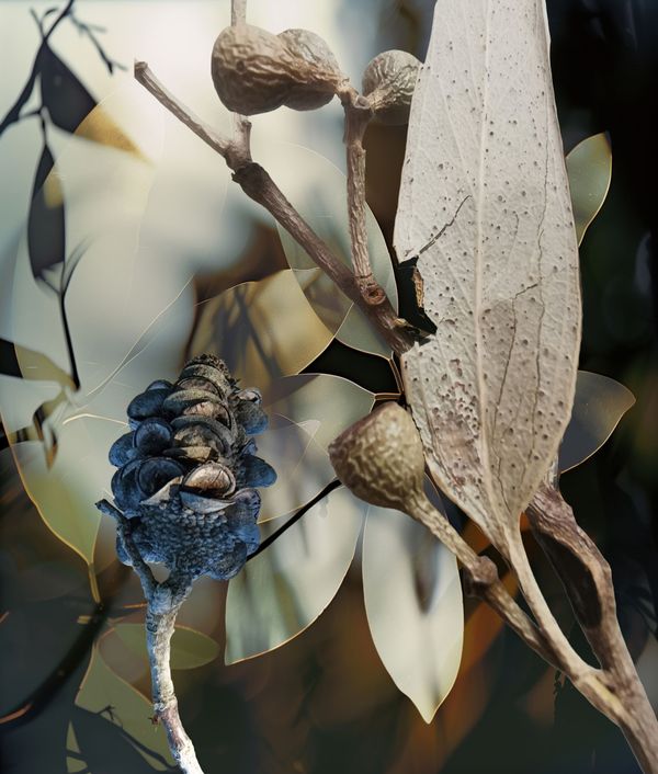 Dry Season No. 5