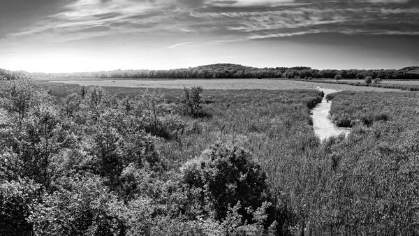Summer Horizon: Great Meadows Panorama