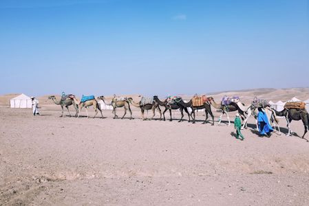 Camel Train