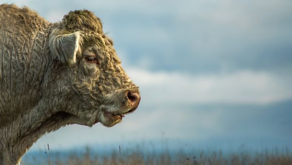 White Bull