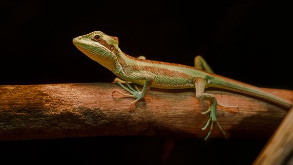 Casque-Headed Iguana