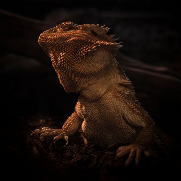 Stanley The Gecko
