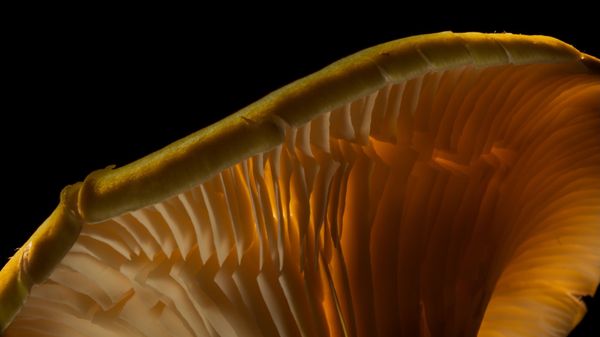 Illuminated Mushroom