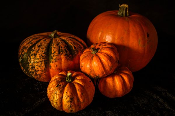 Pumpkins Still-Life