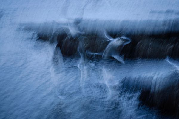 Tynemouth Seagulls Abstract