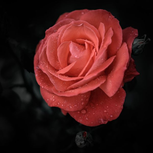 Shower Rose