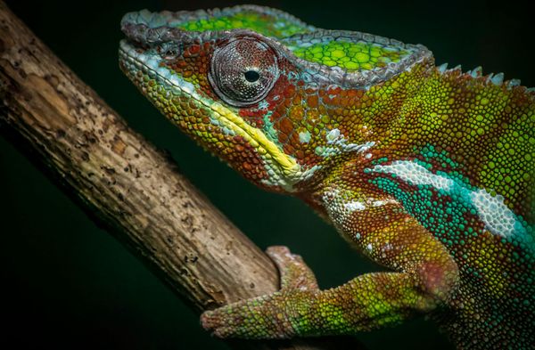 Chameleon