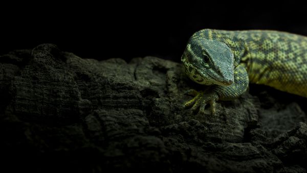 Skink