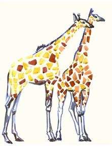 giraffes 