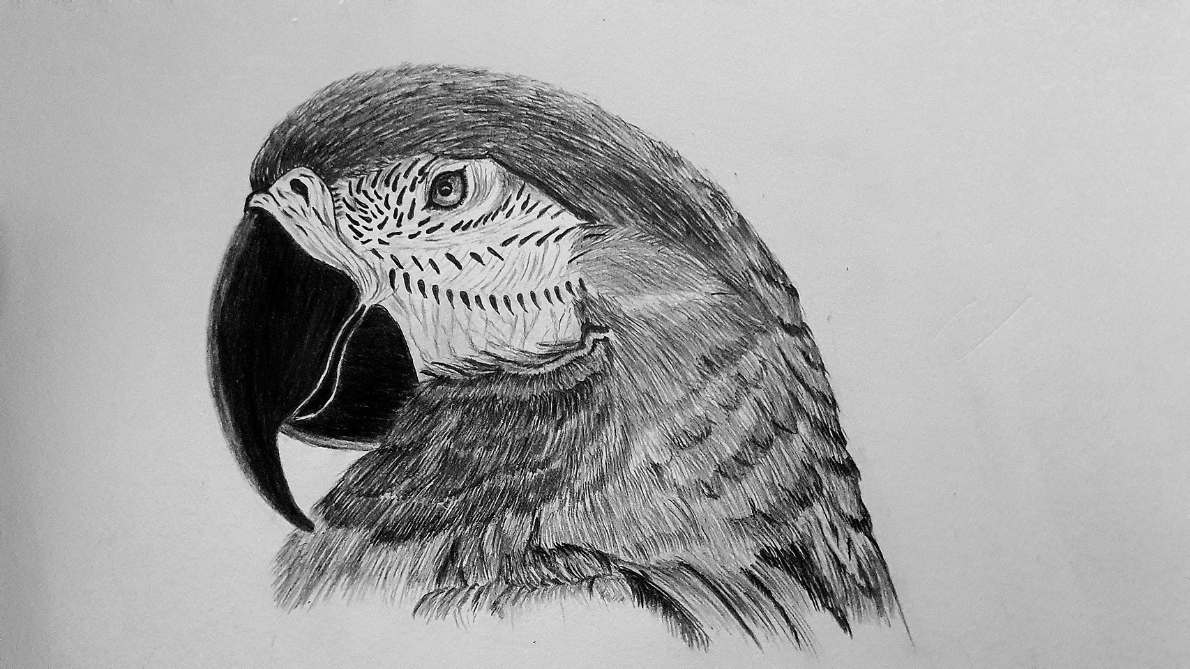 Parrot Pencil Drawing