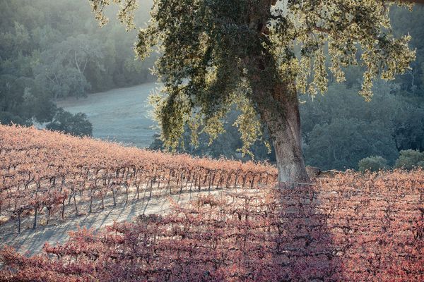Paso Robles