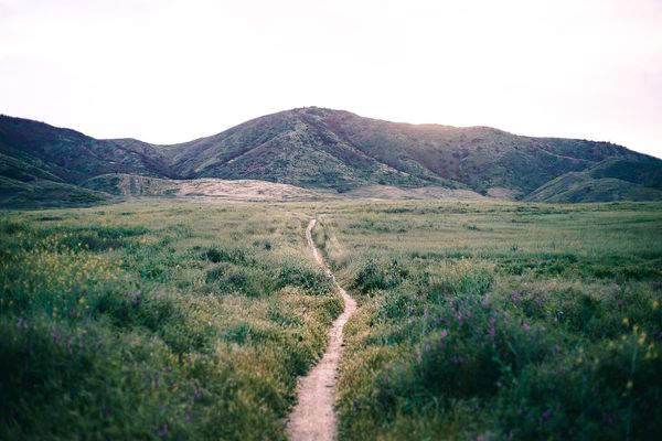 Path through the Meadows