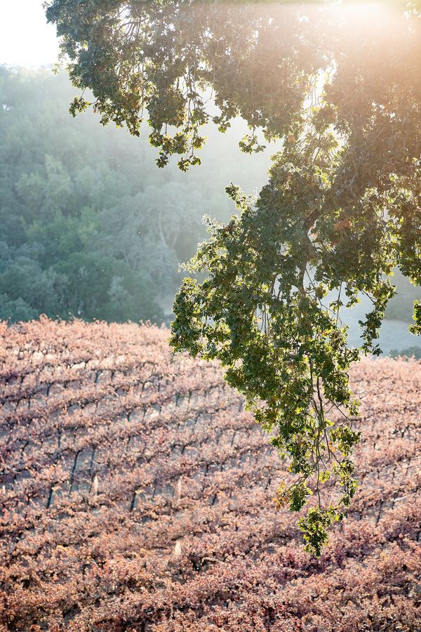 Sunset at the Vineyard