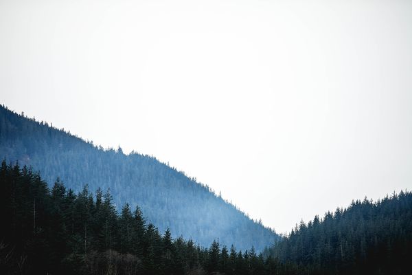 Sea of Trees