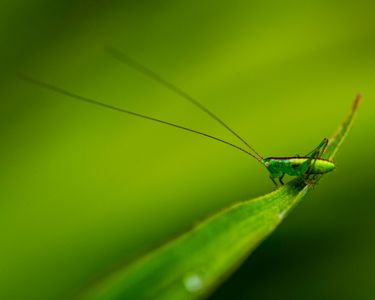 A Tiny Green Friend
