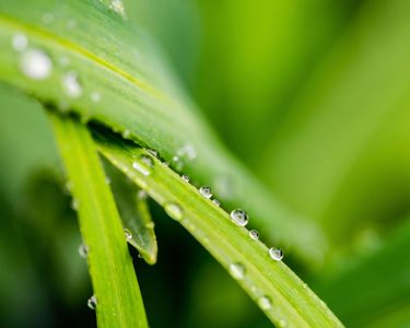 Spring Rains