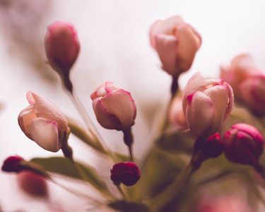 Lovely Spring