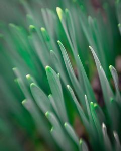 Spring Starts in Soft Focus