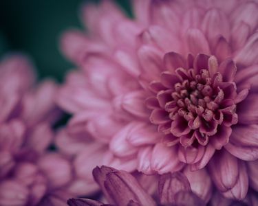 Petals in the Morning