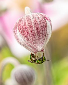 Mini Bee