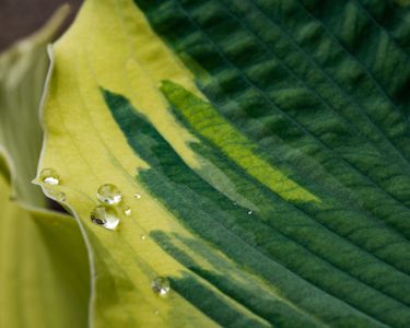 Beads on the Leaf