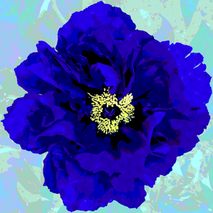 Blue Peony