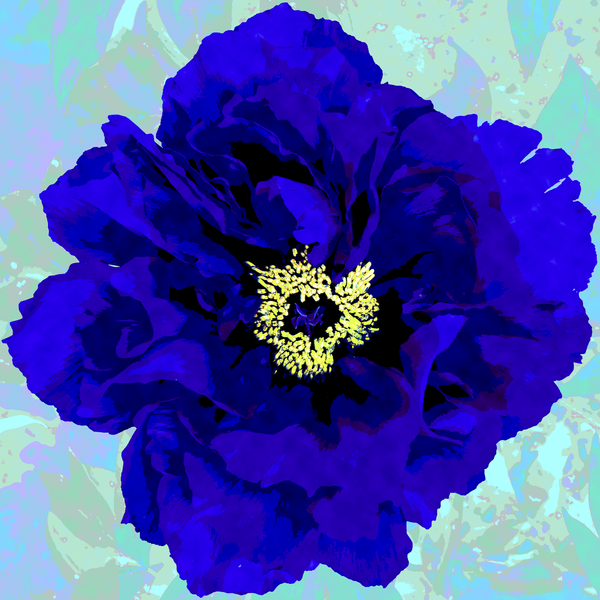 Blue Peony