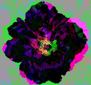Black Peony
