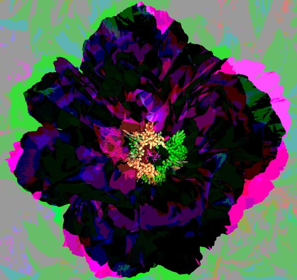 Black Peony