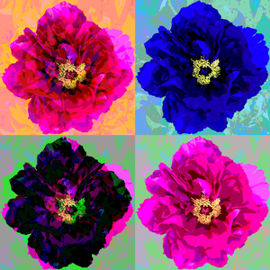 Four Peonies 1
