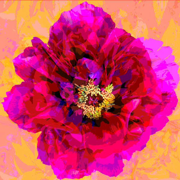 Red Peony