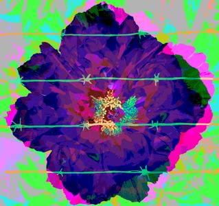Unreachable Black Peony