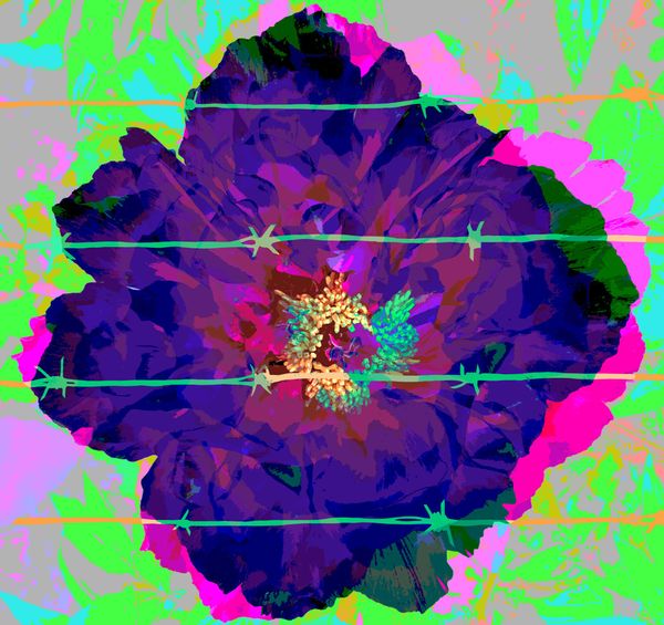 Unreachable Black Peony