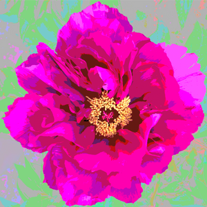 Pink Peony