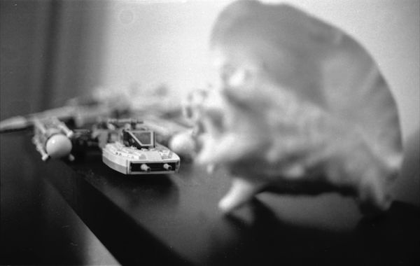 Y-wing conch shell