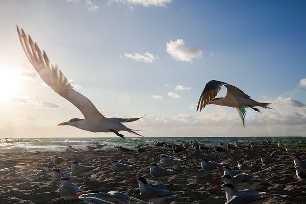 Seagulls on Miami Beach