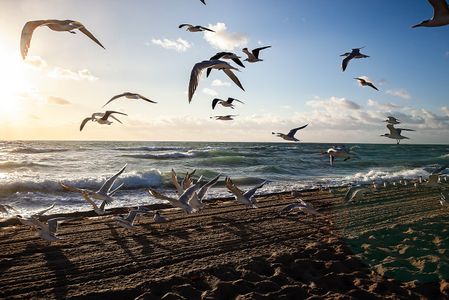 Flock of Seagulls