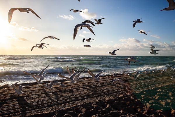 Flock of Seagulls