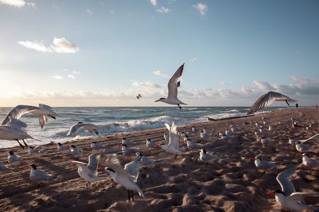 Seagulls in Flight