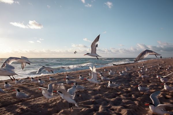 Seagulls in Flight
