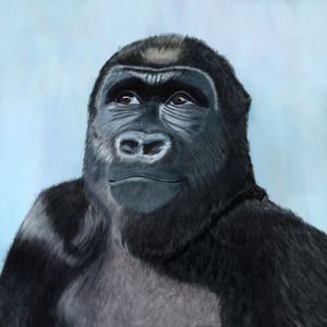 Gorilla
